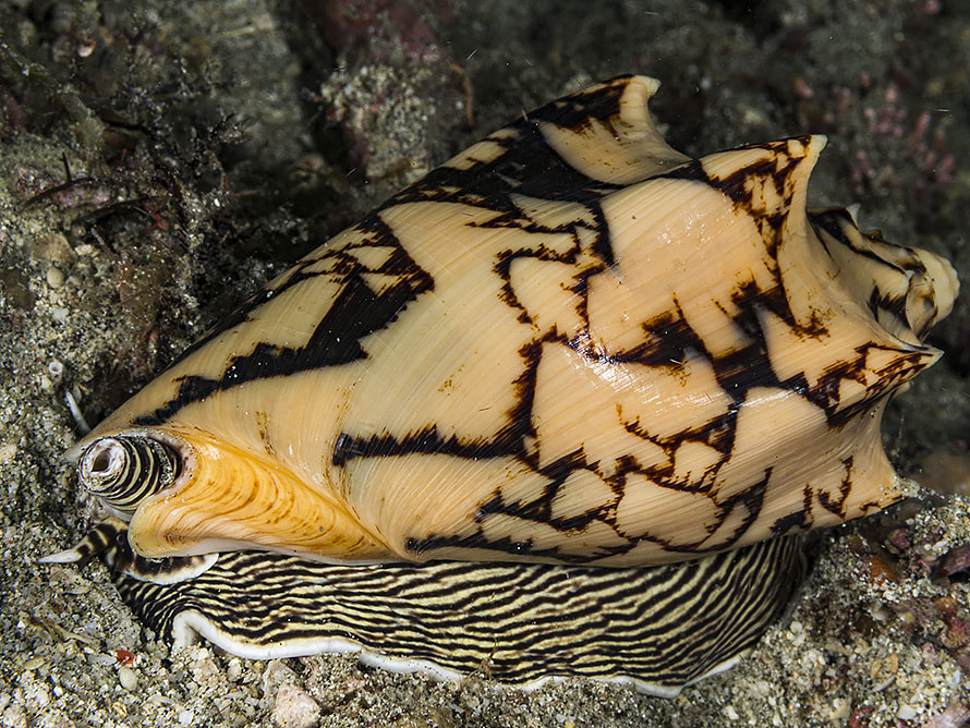 Cymbiola vespertilio